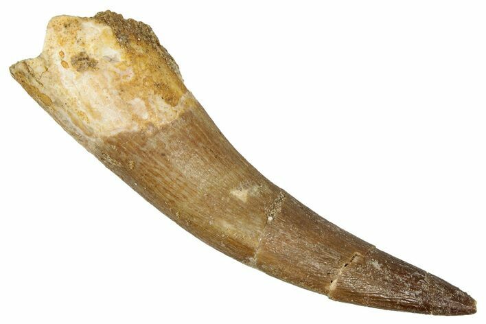 Large, Fossil Plesiosaur (Zarafasaura) Tooth - Morocco #344204